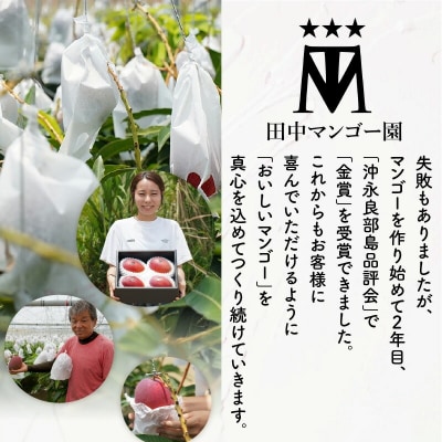 【2026年先行予約】田中マンゴー園のプレミアム完熟アップルマンゴー 2キロ