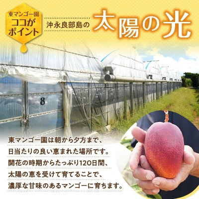 【2026年先行予約】南の島で太陽の日差しをたっぷり浴びた沖永良部産　完熟アップルマンゴー1キロ