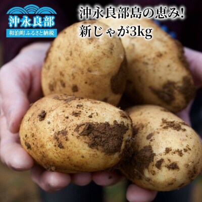 【2026年先行受付】沖永良部島の恵み!新じゃが 3キロ
