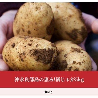 【2026年先行受付】沖永良部島の恵み!新じゃが 5kg
