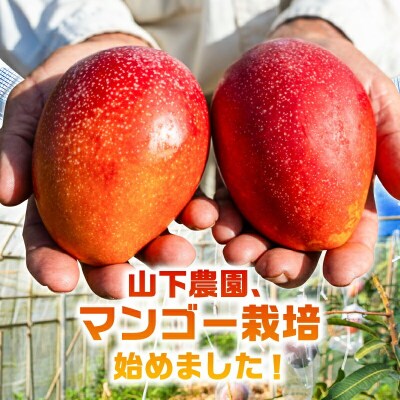 【2026年先行予約】甘い香りの贈り物!山下農園の完熟アップルマンゴー2kg(4～6玉)