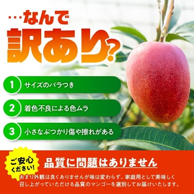 【2026年先行受付】【訳あり】甘い香りの贈り物!山下農園の完熟アップルマンゴー 1kg(2～3玉)