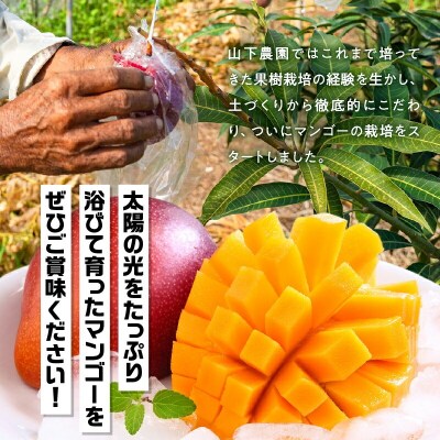 【2026年先行受付】【訳あり】甘い香りの贈り物!山下農園の完熟アップルマンゴー 1kg(2～3玉)