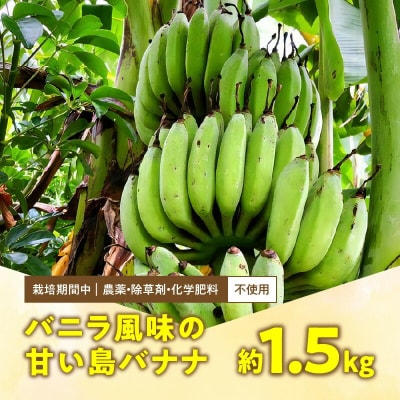 栽培期間中 農薬・除草剤・化学肥料不使用!バニラ風味の甘い島バナナ 1.5キロ