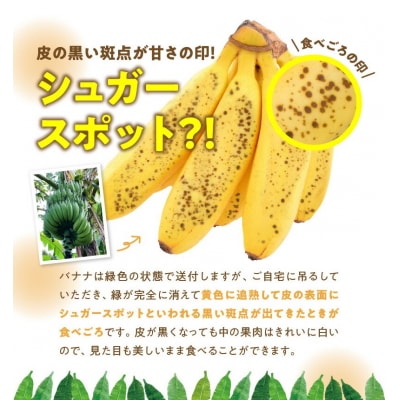 栽培期間中 農薬・除草剤・化学肥料不使用!バニラ風味の甘い島バナナ 1.5キロ