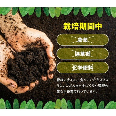 栽培期間中 農薬・除草剤・化学肥料不使用!バニラ風味の甘い島バナナ 1.5キロ