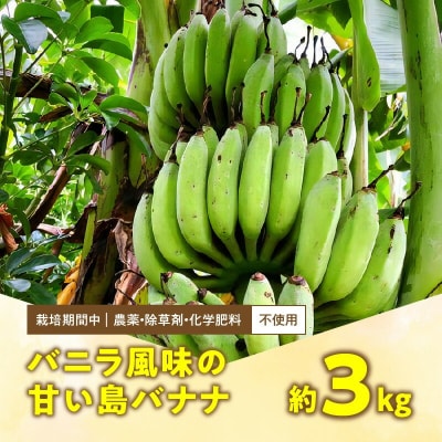 栽培期間中 農薬・除草剤・化学肥料不使用!バニラ風味の甘い島バナナ 3キロ