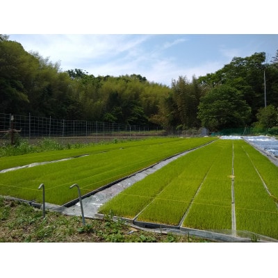 小竹町産夢つくし 30kg 玄米 生産農家から直接お届けします