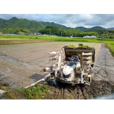 【毎月定期便】有機JAS認定の小さな竹美人 7分づき×4kg全12回