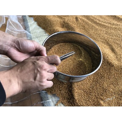 希少な国産!【金ごま】500g(100g×5パック)
