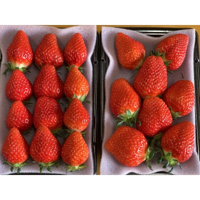 【新品種べにたま】2パック(500g) ついに解禁!