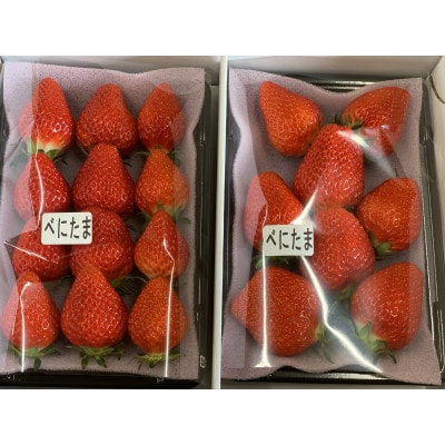 【新品種べにたま】2パック(500g) ついに解禁!