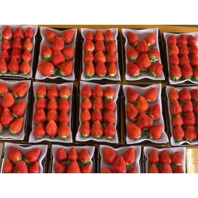 【新品種べにたま】2パック(500g) ついに解禁!