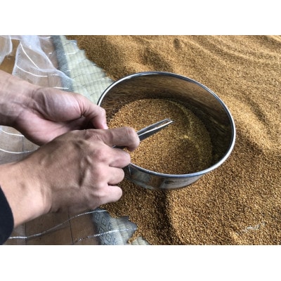 希少な国産!【金ごま】300g(100g×3パック)
