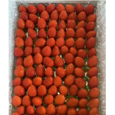 【新品種べにたま】小粒でも1kg ついに解禁!