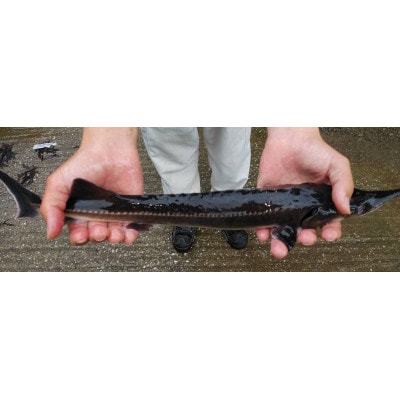 国産フレッシュキャビア(スターレット)20g