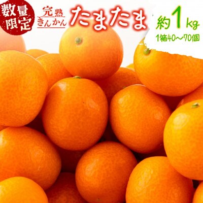 【先行予約】 数量限定 完熟きんかん たまたま 計 約1kg (約1kg×1箱)