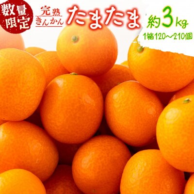 【先行予約】 数量限定 完熟きんかん たまたま 計 約3kg (約3kg×1箱)