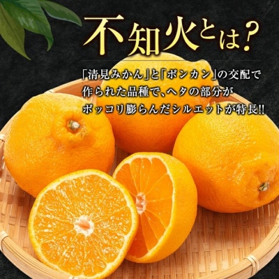 【先行予約】数量限定 不知火 約3kg 化粧箱入り