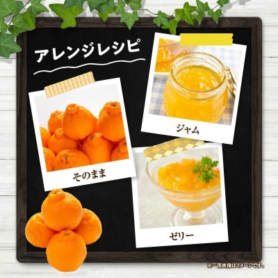 【先行予約】数量限定 不知火 約6kg 化粧箱入り