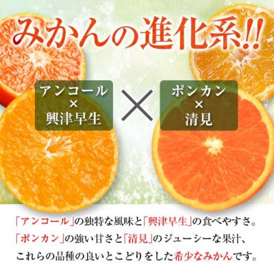 【年内発送】訳あり 西南のひかり 計10kg 希少