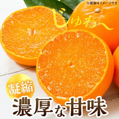 スペシャルみかん ひなたっ娘 計4.5kg 傷み補償分付き