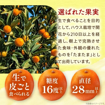 【先行予約】 数量限定 完熟きんかん たまたま 計 約6kg (約3kg×2箱)
