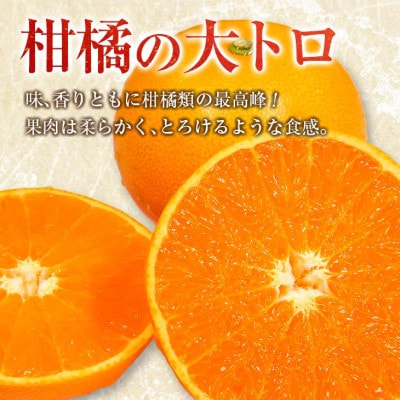 【先行予約】数量限定 柑橘の大トロ せとか 約3kg(化粧箱入り)