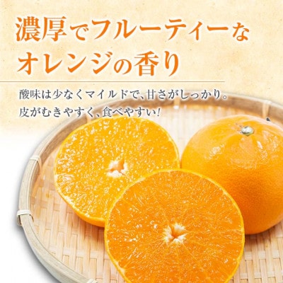 【先行予約】数量限定 柑橘の大トロ せとか 約3kg(化粧箱入り)