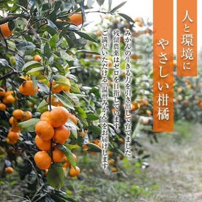 【期間・数量限定】温州みかん 約10kg 傷み補償分入り