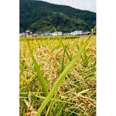 ≪数量限定≫令和8年産コシヒカリ5kg