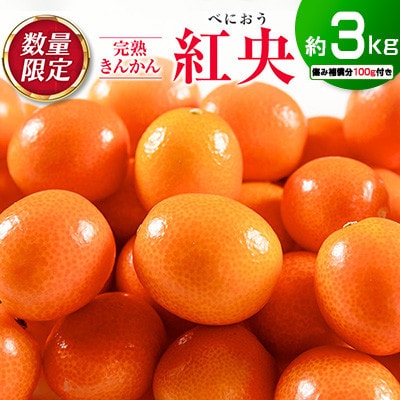 数量限定 完熟きんかん 紅央 約3kg 傷み補償分100g付き