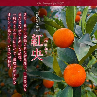 数量限定 完熟きんかん 紅央 約3kg 傷み補償分100g付き