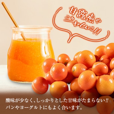 数量限定 完熟きんかん 紅央 約3kg 傷み補償分100g付き