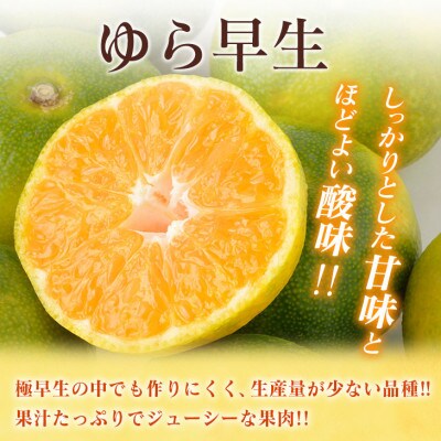 訳あり 数量限定 極早生 みかん ゆら早生 約5kg 期間限定