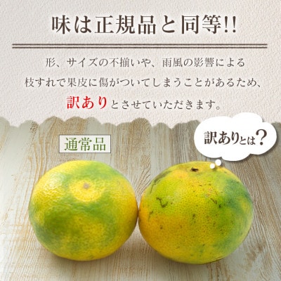 訳あり 数量限定 極早生 みかん ゆら早生 約5kg 期間限定