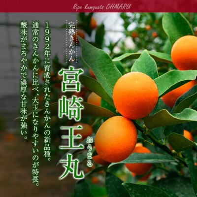 【数量限定】完熟きんかん 宮崎王丸 約3kg 傷み補償分100g付き