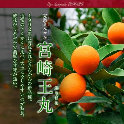 訳あり 数量限定 完熟きんかん 宮崎王丸 約3kg 傷み補償分100g付き