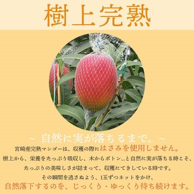 宮崎県日南市産 完熟マンゴー2玉【日南市】
