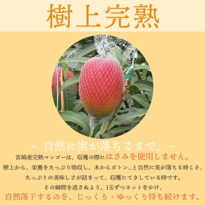 宮崎県日南市産 完熟マンゴー3玉【日南市】(R8年4月上旬以降順次発送)