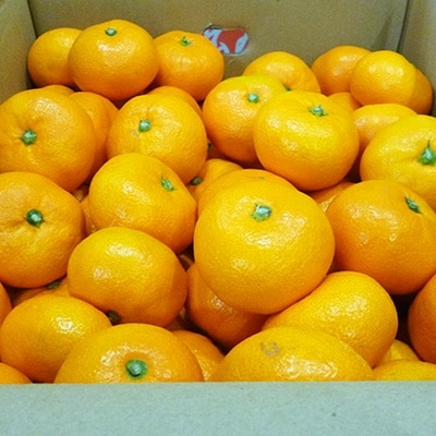 10月中旬より発送】温州みかん 約10kg(ダンボール箱入り) | 大分