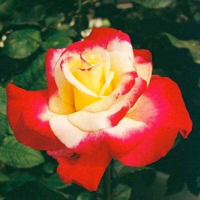 おおがファーム 店長おすすめ 世界殿堂入りのバラ苗1品種 7号鉢 未開花 お礼品詳細 ふるさと納税なら さとふる