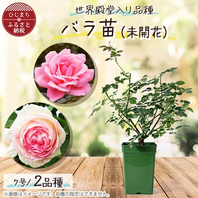 『おおがファーム』店長おすすめ　世界殿堂入りのバラ苗2品種(7号鉢)(未開花)