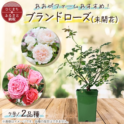憧れのブランドローズ2鉢　バラ苗(7号鉢植え)