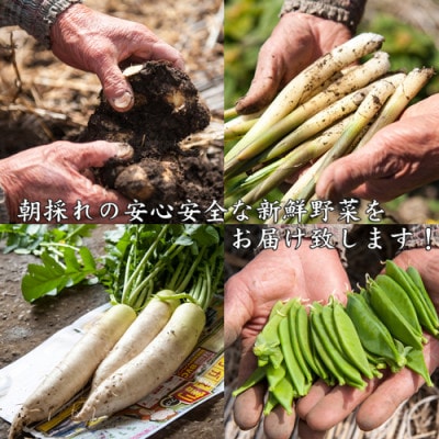 産地直送!旬の朝採れ野菜のセット(9～13種程度)