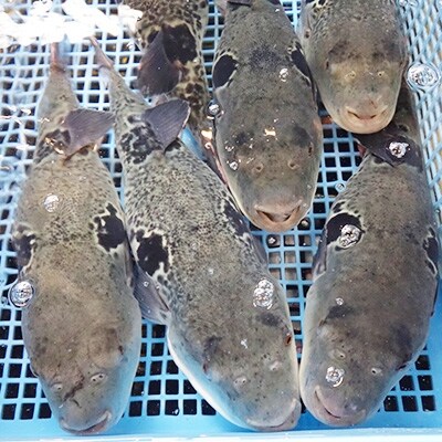 とらふぐ刺身と鍋セット(4～5人前)【大分水産】