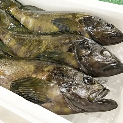 クエの刺身と鍋セット(4～5人前)【大分水産】