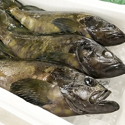 日出産とらふぐ刺身とくえ刺身の味くらべ(3～4人前)