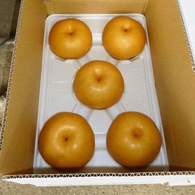 大分県日出町産　谷農園の大玉梨「新高」5kg(5～6個)