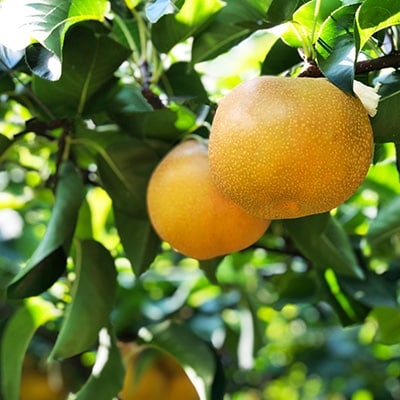 大分県日出町産　谷農園の大玉梨「新高」5kg(5～6個)